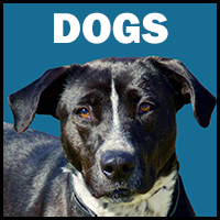 Dog Gallery