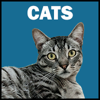 Cat Gallery