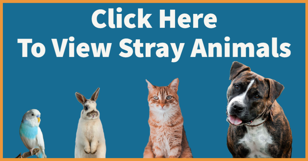Click Here for Stray Animals