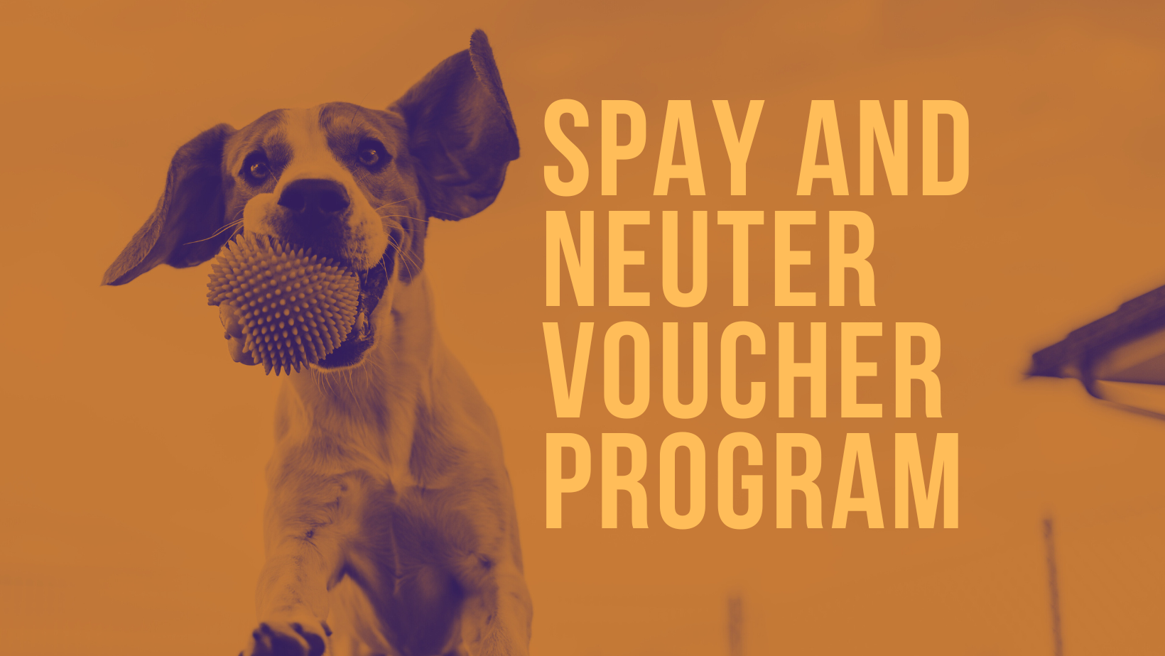 spay and neuter voucher