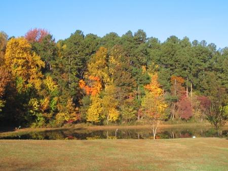 Photo of trees