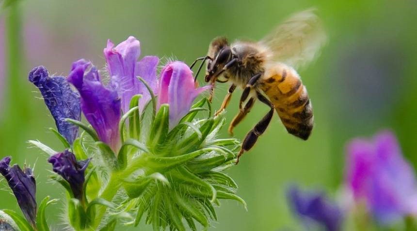honeybees
