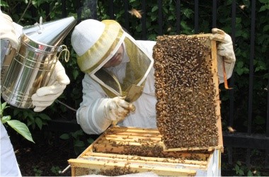 harvest honey