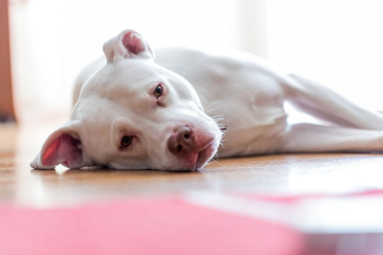 dog lying on floor