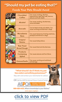 foods your pet should not eat