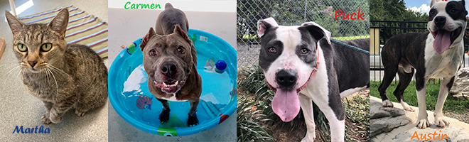 animals,dogs,cats,adopt