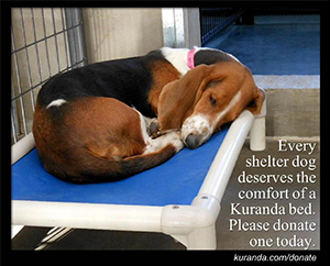 shelter dog